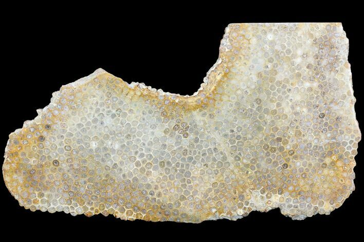 Polished, Fossil Coral Slab - Indonesia #121875